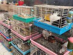 -保定市花鸟鱼虫市场