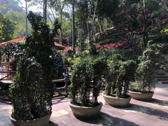 -野象谷景区