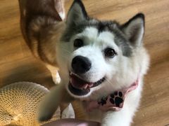 -Husky Go! 哈士奇体验馆·宠物咖啡厅狗咖