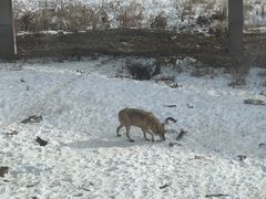 -新疆天山野生动物园