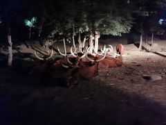 -清迈夜间动物园