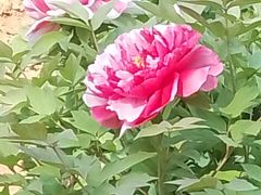 -洛阳市隋唐城遗址植物园