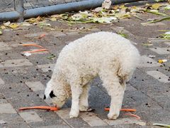 -长白岛森林公园