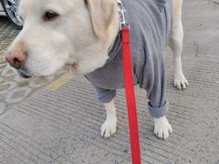 -爱侣宠医·鹦鹉专科·小型哺乳类·异宠专科(灵石路店)