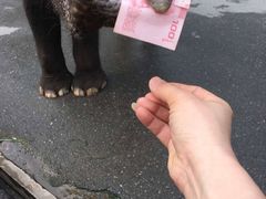-东芭乐园