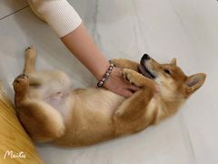-柴源莊·柴小宠柴犬咖啡