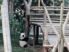 -成都大熊猫繁育研究基地