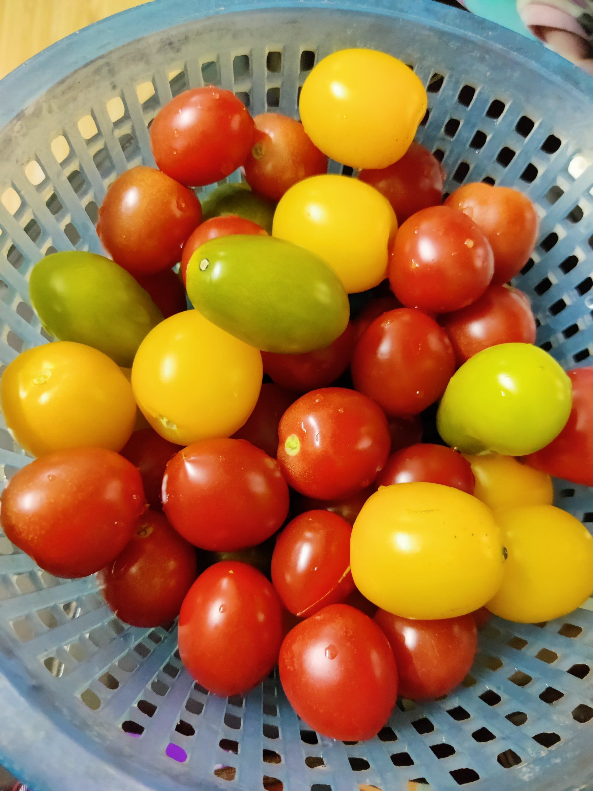 五彩缤纷的小番茄 美味的来