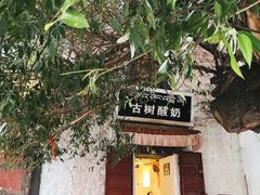 门面-古树酸奶(八廓南街店)