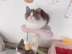 -糯米喵星人总部直营旗舰店·猫舍·幼猫出售