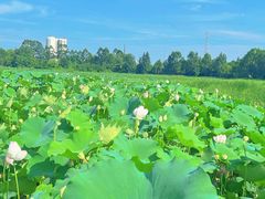 -白鹭湾湿地公园