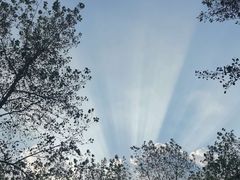 -合肥滨湖国家森林公园