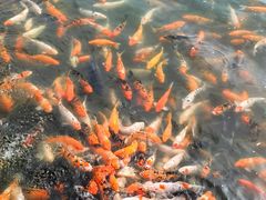 -长春市南湖公园