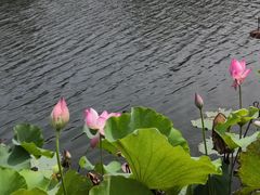 -上海怡沁园度假酒店