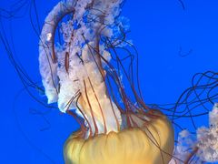 -太平洋海底世界