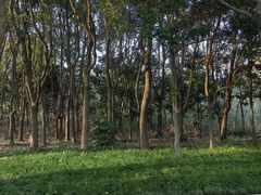 -昆山城市生态森林公园