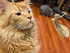 -猫小院猫主题咖啡厅(北锣店)