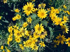 -敕勒川草原文化旅游区