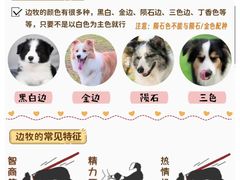 -喵百万·布偶·蓝金金渐层英短·猫舍(百子湾店)