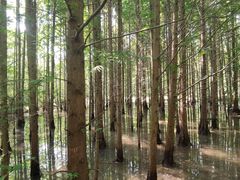 -桤木河湿地公园