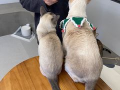 -Cappucimeow猫咪咖啡馆(韦伯时代店)