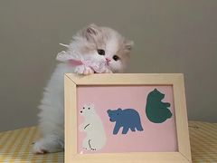 -欣宠猫屋·矮脚拿破仑·蓝金金渐层