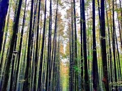 -山王坪喀斯特国家生态公园