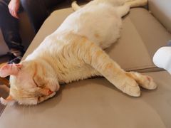 -猫腻·猫咖·撸猫馆(星光大道店)