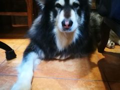 -more than meow吴止猫主题餐厅(承德 中船汇店)