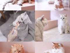 -猫儿山۰猫主题餐厅