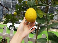 -三圣花乡旅游区