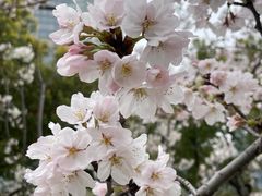 -高东镇樱花园