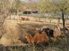 -石家庄市动物园