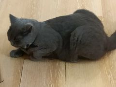 -猫咪派对(江南西店)
