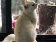 -喵的天空名猫咖啡馆·撸猫·猫舍·用品