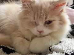 -优米宠物美容(体育场路店)