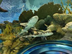 -上海海洋水族馆