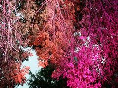 android_upload_pic-唐廊烤鸭店(工体店)