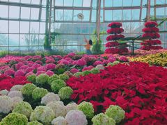 -芽庄珍珠岛游乐园