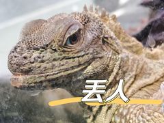 -酷以爬仙阁实体爬宠店·守宫·蜥蜴·专业繁育