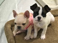 -momokira米努特·德文卷毛猫·棉花面纱犬