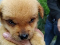 -爱妮康宠物医院·干细胞免疫细胞·肿瘤·心脏(张江店)