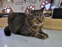 -喵园·猫主题咖啡厅·撸猫·猫咖(国贸店)