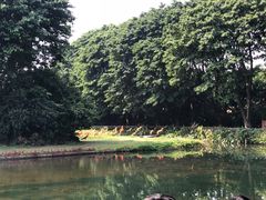 -广州长隆飞鸟乐园