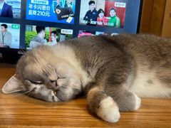 -MOCHA明星猫咖(田子坊店)