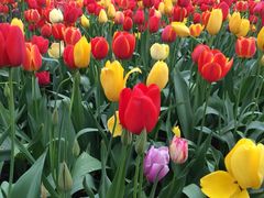 洛阳郁金香牡丹园-洛阳郁金香牡丹园