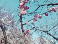 -香雪海