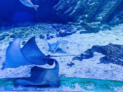 -海合安武汉极地海洋公园