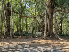 -中国科学院西双版纳热带植物园