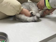 -中农国际动物医院24小时·猫科·骨科·急重症中心